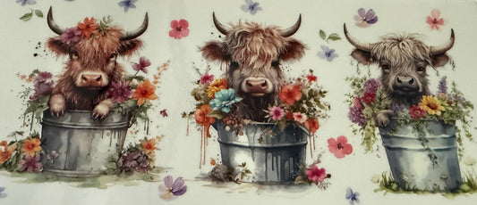 Highland Cow - #12